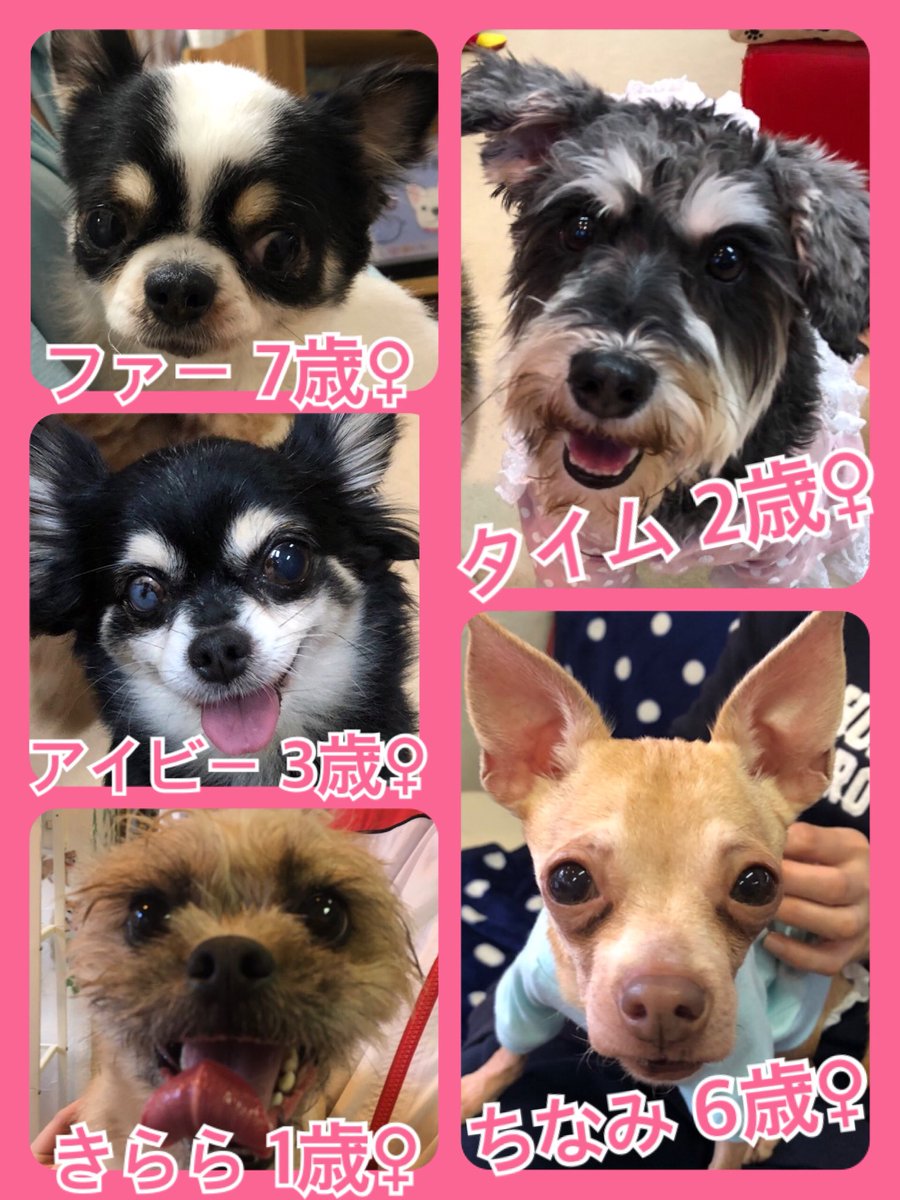 🐾今日から２月です😃ニャンワン🐱🐶の日🐾今日の里親様募集中ワンコ🐶メンバー🐾2019,2,1